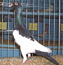 Elster pigeon.jpg