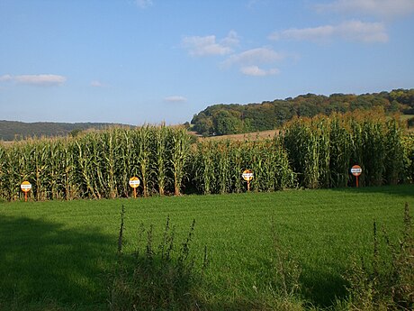 Pflanzenzüchtung