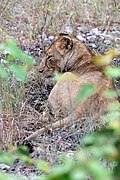 Lioness in Makalali Game Reserve (Greater Makalali Private Game Reserve), Maruleng, Limpopo, South Africa