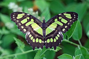 Malachite butterfly (Siproeta stelenes)