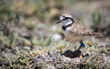 Madagascar plover incubates a nest Malagasy plover.png