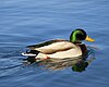 Mallard on Lake Bled.jpg