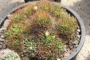 Mammillaria decipiens subsp.  camptotricha