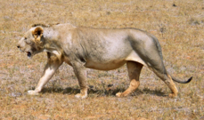 Maneless lion from Tsavo East National Park.png