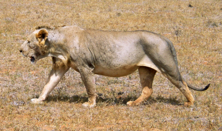 ไฟล์:Maneless_lion_from_Tsavo_East_National_Park.png