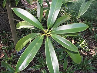 <i>Magnolia fordiana</i> Species of plant