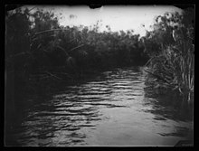 Um pântano na Itália, fotografado por Gabrielle Hébert em 1893. Vemos o leito de um rio forrado de papiro.