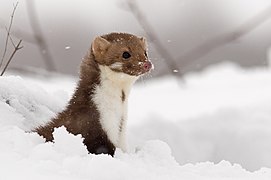 Tête de mammifère au pelage brun et blanc dépassant de la neige