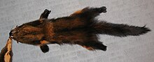 Fisher fur pelt (dyed) Martes pennanti (Fisher) fur-skin.jpg