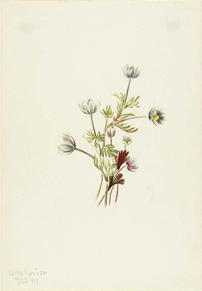 File:Mary Vaux Walcott - Anemone (Anemone drummondii) - 1970.355.198 - Smithsonian American Art Museum.jpg