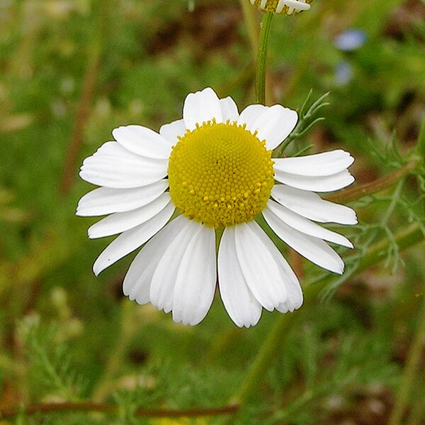 File:Matricaria chamomilla flower (09).jpg