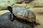 Японская водяная черепаха