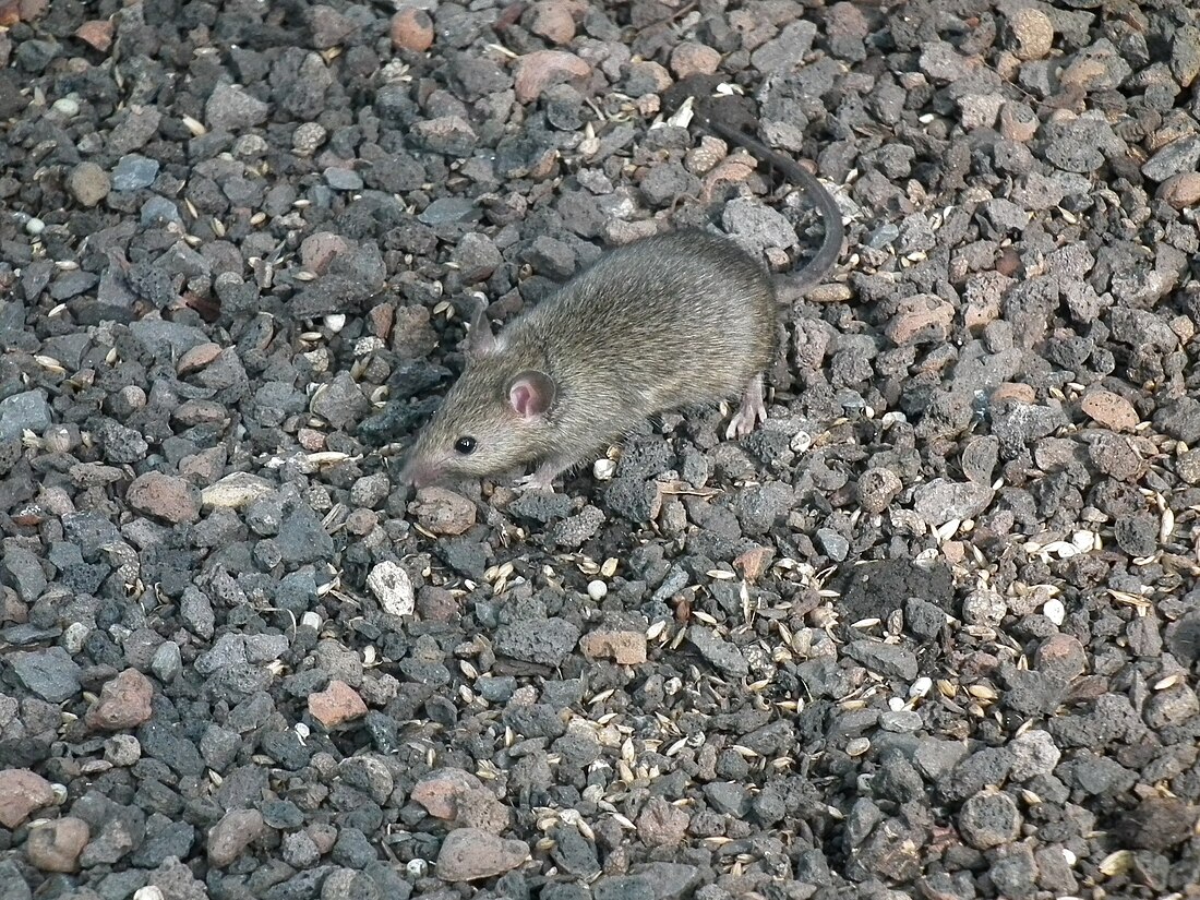 Mus musculus