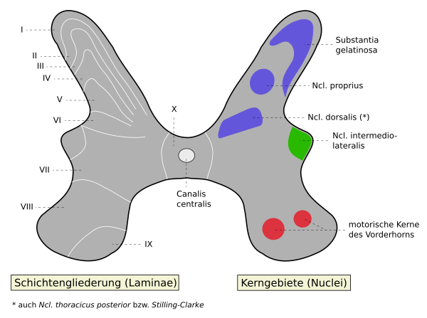 Spinalnerv: Anzahl der Spinalnerven, Anteile eines Spinalnervs, Verlauf außerhalb des Wirbelkanals