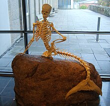 Reconstructed mermaid skeleton in Zoologisk Museum Mermaid skeleton.jpg