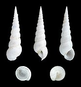 Mesalia brevialis (Mesal Screw Shell), Shell