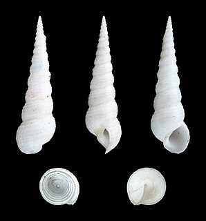 <i>Mesalia brevialis</i> species of mollusc