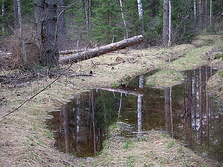 Meschera forest in the east of Moscow Oblast