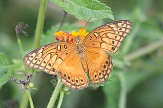 <i>Euptoieta hegesia</i> species of butterfly