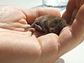 a vole in a hand