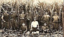 Migrants from Malta and Gozo working as canecutters in Mackay, ca. 1919 Migrants from Malta and Gozo working in sugar -cane farms in Mackay Queensland 1.jpg