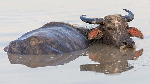 Mirror reflection of Bubalus bubalis (water buffalo) bathing in a pond