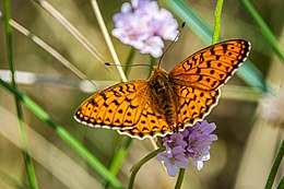 Pušyninis perlinukas (Fabriciana niobe)