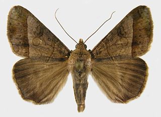 <i>Mocis latipes</i> Species of moth