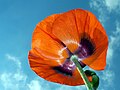 Mohn 24.05.2008