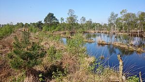 On the moor nature trail in the Molberger Dose (2016)