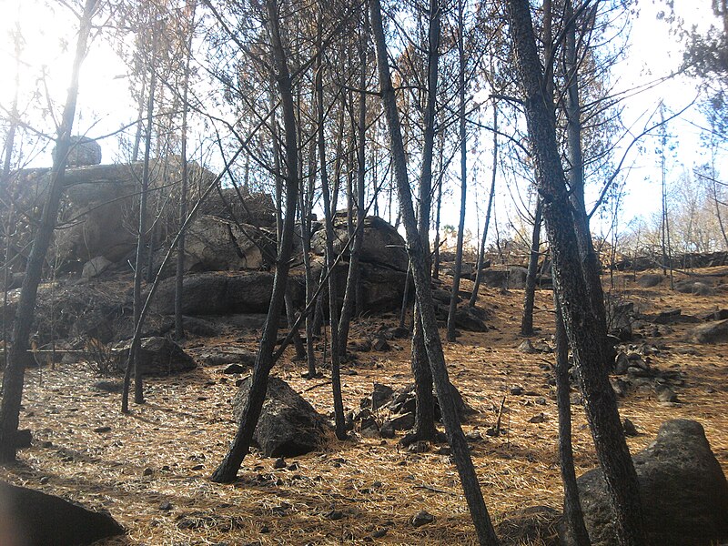 File:Monte de piñeiros queimado.jpg