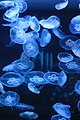 Moon Jellies (Aurelia aurita) (7153399193).jpg