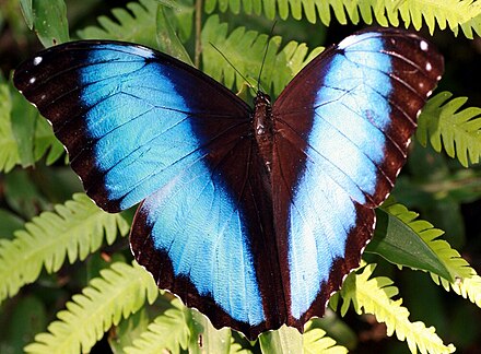 Морфо 3. Morpho Deidamia. Морфо Пелеида. Голубая МОРФА (Morpho peleides). Бабочка Morpho.