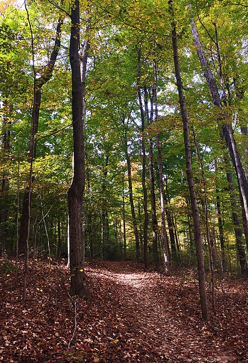 The woods of Mount Saint Francis in Floyds Knobs, Indiana.