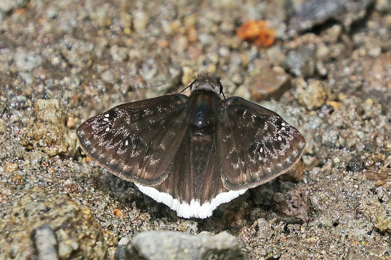 Atheris mabuensis n. sp. (PEM R17910): Top-small juvenile