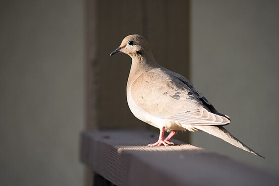 Morning Dove in Ceres California