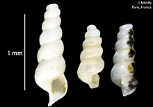 Murchisonella columna (MNHN-IM-2012-37263) 001.jpeg