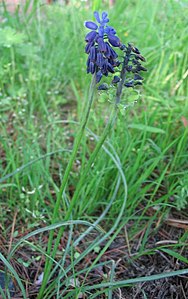 Muscari à grappe (Cremolino) .jpg