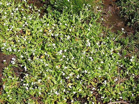 Myosotis stolonifera (Habitus).jpg