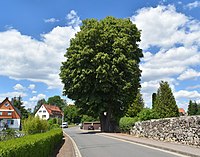 Linde in der Turmstraße in Walkenried