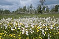 NSG Leipheimer Moos, moortypische Flora: Wollgras zwischen Riedgräsern