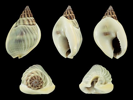 A shell of Nassarius bellulus, originating from Rameswaram, Tamil Nadu, India