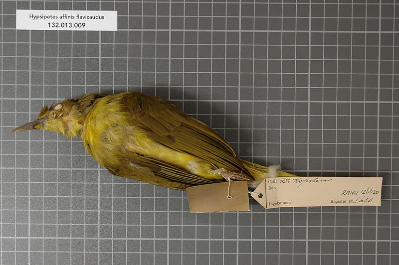 File:Naturalis Biodiversity Center - RMNH.AVES.126620 2 - Hypsipetes affinis flavicaudus (Bonaparte, 1850) - Pycnonotidae - bird skin specimen.jpeg