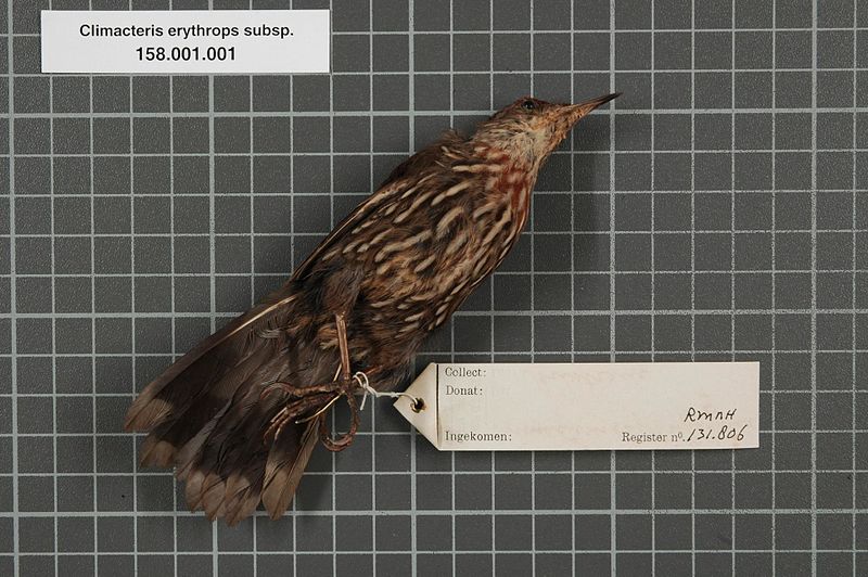 File:Naturalis Biodiversity Center - RMNH.AVES.131806 2 - Climacteris erythrops subsp. - Climacteridae - bird skin specimen.jpeg