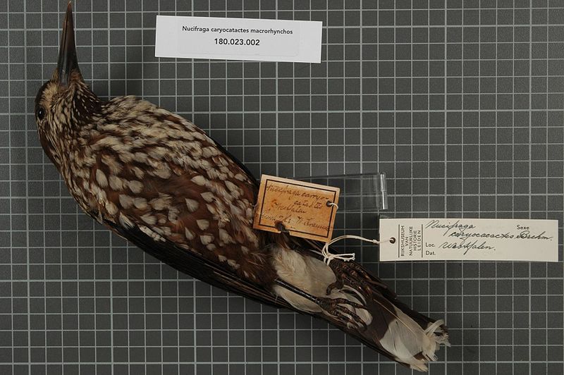 File:Naturalis Biodiversity Center - RMNH.AVES.25721 1 - Nucifraga caryocatactes macrorhynchos Brehm, 1823 - Corvidae - bird skin specimen.jpeg