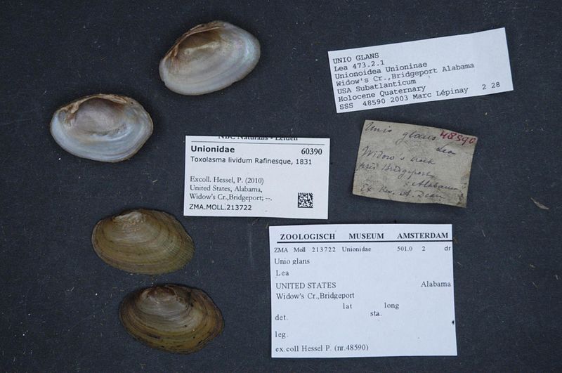 File:Naturalis Biodiversity Center - ZMA.MOLL.213722 - Toxolasma lividum Rafinesque, 1831 - Unionidae - Mollusc shell.jpeg