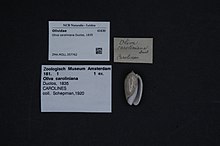 Центр биоразнообразия Naturalis - ZMA.MOLL.357762 - Oliva caroliniana Duclos, 1835 - Olividae - Mollusc shell.jpeg