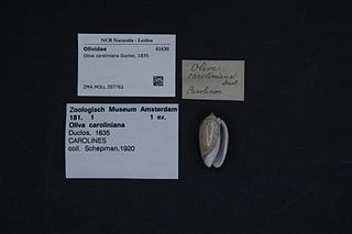<i>Oliva caroliniana</i> Species of gastropod