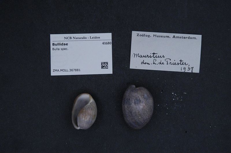 File:Naturalis Biodiversity Center - ZMA.MOLL.367881 - Bulla spec. - Bullidae - Mollusc shell.jpeg