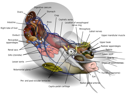 Nautilus diagram